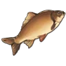 Carp icon