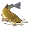 Catfish icon