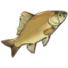 Crucian Carp icon