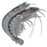 Crystal Shrimp icon