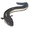 Eel icon