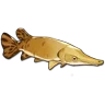 Gar icon