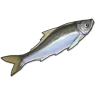 Horse Mackerel icon