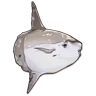 Ocean Sunfish icon