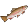 Rainbow Trout icon