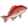 Red Porgy icon