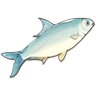Shad icon
