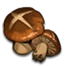 Shiitake Mushroom icon